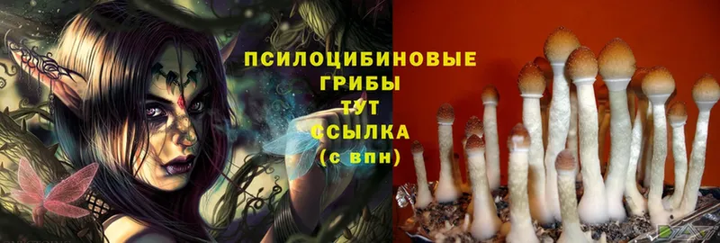 Галлюциногенные грибы Cubensis  blacksprut зеркало  Мышкин  закладки 